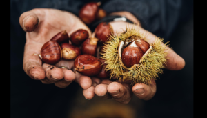 Mãos a segurar castanhas castanhas brilhantes e um ouriço verde parcialmente aberto.