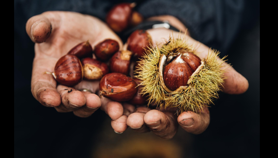 Mãos a segurar castanhas castanhas brilhantes e um ouriço verde parcialmente aberto.
