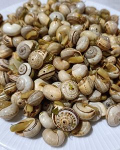 Prato branco cheio de caracóis cozinhados com cascas claras e riscas castanhas.