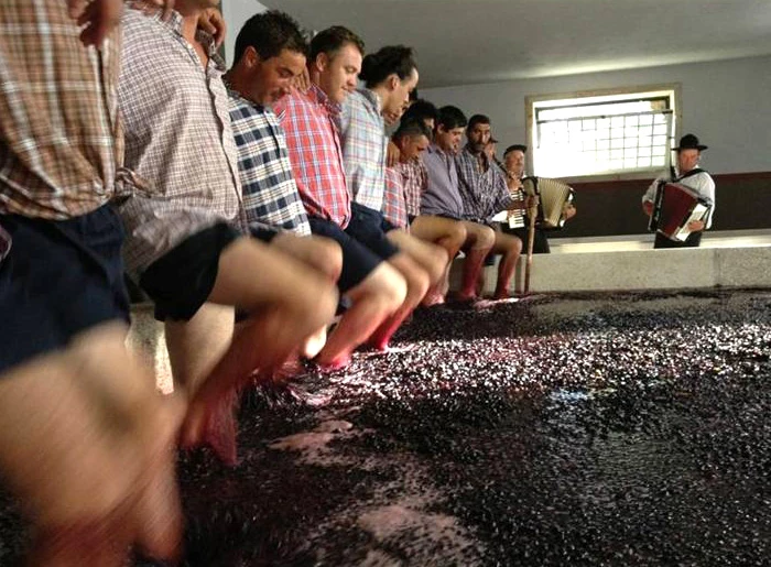 Grupo sentado na borda de lagar pisa uvas com pés descalços, usando camisas xadrez, enquanto acordeonista toca ao fundo em ambiente festivo.
