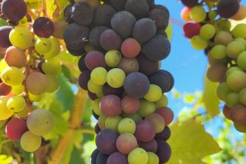 Bairrada Mágica by Dias Cardoso Vinhos