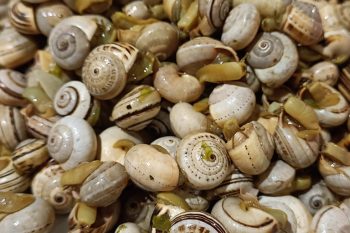 Prato branco cheio de caracóis cozinhados com cascas claras e riscas castanhas.